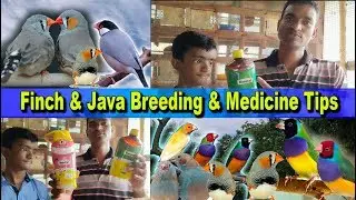 180 Pair Finch & Java Succesfull Breeding Owner // Finch & Java Breeding & Medicine Treatment Tips