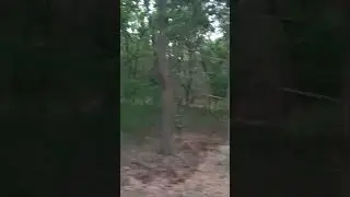 #forestvideos
