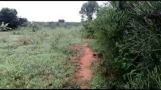 iki kibanza kiragurishwa million7 negotiable gifite ubuso 1785spm kiri mu bugesera Nyamata Murama
