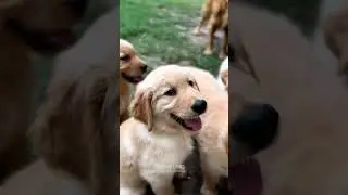 🐶❤️ Right Puppy Selection &ndash; 5 Important Tips | Healthy Puppy வாங்க 5 முக்கிய ஆலோசனைகள்