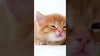 Just sleeping litle baby kitty.. #cat #usa #cute #cutecat #catshorts #shorts #japan #beautiful