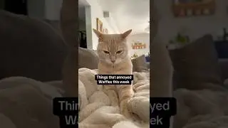 Waffles wants bedtime on his terms and his terms only #cats #shorts