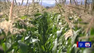 Grassley Introduces Bipartisan Legislation to Bring Transparency to Fertilizer Market