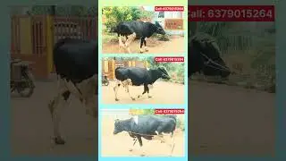 HF Cross Heavy Size Cow for Sale 🐄 | High Milk Yield Dairy Cow 💪 #hf #hfcross