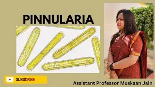 Pinnularia (Notes 👇)