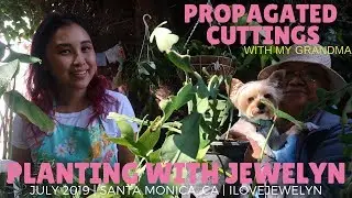 Planting with Jewelyn: Propagated babies | July 2019 | ILOVEJEWELYN