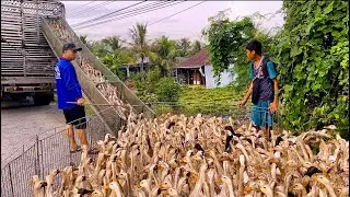 A herd of 5000 ducks migrated to find new land, transport 1 large truck