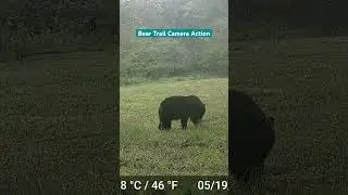 Bear Trail Camera Action #trailcam