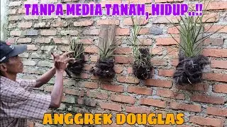 CARA PERBANYAK ANGGREK DOUGLAS STEK LANGSUNG TANAM DI DINDING !!