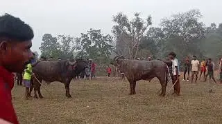 Surendra jitpur sanhali video 22=12=2025