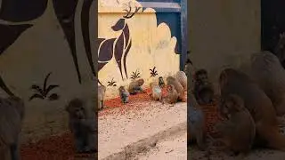 The reality of voiceless animals🥹🥹 #SaveAnimals #EmotionalVideo #trending #viral #shorts