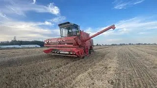 żniwa pszenicy bizonem z056 2025