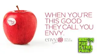 ENVY APPLE TASTING and REVIEW /  A Cross Between Royal Gala and Braeburn / Delicious