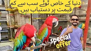 saddar exotic birds market world special fancy parrot breeds in karachi biggest deal 2025