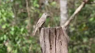 Brown crested Flycatcher Myiarchus tyrannulus ACG  05May2023 Video  Roster Moraga