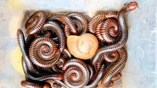 Best explore catching queen 👑 millipede giant snails many red spotted giant millipedes Worms 🐛