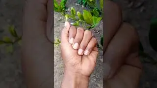 My favorite camouflage #caterpillar
