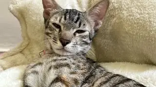 Cat spay recovery