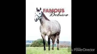 Beduino TB