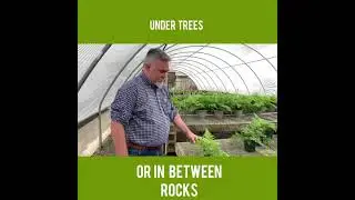 Let&rsquo;s talk about Fern &lsquo;s