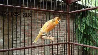 Barat Canary Singing! Training Song