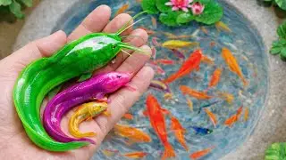 Amazing Freshwater Fish Catch | Pencil Fish, Discus & Betta Dragon #epic04