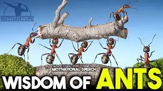The Ant Attitude (Ant Mindset) - A Powerful Motivational Video || MOTIVANTURE