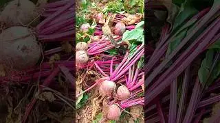 amazing beetroot farming #beetroot #farming #shortsvideo