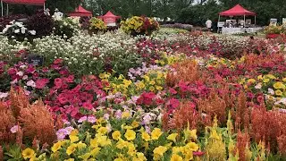 New Plants, Big Ideas! Field Trip to Ball Seed&rsquo;s Amazing Gardens