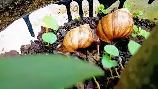 a snail's playground: A Garden Adventure