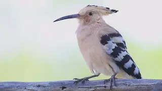 Eurasian hoopoe, Upupa epops, Одуд, Удод | 04.06.2022