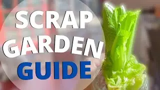 Scrap Gardening Guide (Romaine Lettuce Example)