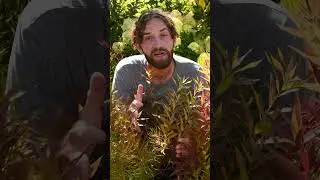Choosing Between Narrowleaf and Broadleaf Amsonia (Bluestar) - Which is Right for You?