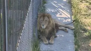 Еще один Ромео) Тайган Lions in Crimean Taigan