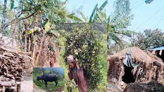 Living in a Remote Nepali mountain Village during the Rainy season.