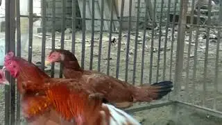 Bhakkar ASIL