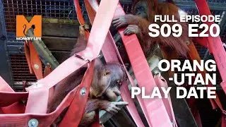 Orang-utan Play Date | Season 9 Episode 20 | Full Episode | Monkey Life