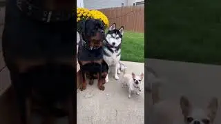 Funniest thing today 🇺🇸🇬🇧 #FunnyDogs #DogComedy #ViralShorts #USAFunny #UKFunny