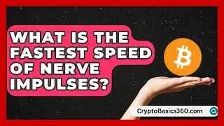 What Is the Fastest Speed of Nerve Impulses? | Did Ya Know This