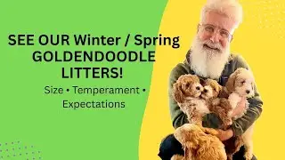 Live Puppy Walkthrough: Current & Upcoming Mini Goldendoodle Litters