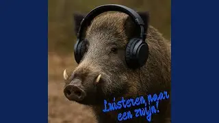 Luisteren naar een zwijn
