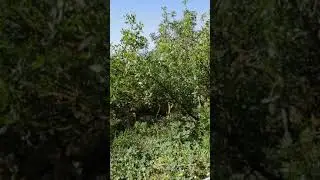 Крым. Цикады, мыс Фиолент
