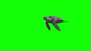 Turtle Swimming Green Screen Animation