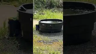 Keeping goldfish outdoors