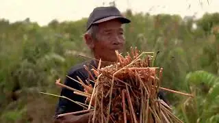 Purun Documentary - by Fellows of Ranu Welum Film Academy