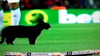 Black cat runs on Barcelona field