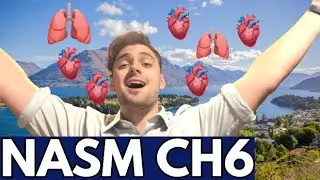 NASM CH 6 Study Guide Read Aloud (The Cardiorespiratory, Endocrine, and Digestive Systems)