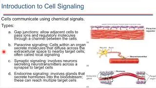 Cell Signaling and G Proteins