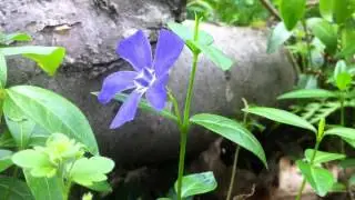 Lesser Periwinkle / Dwarf Periwinkle (Vinca Minor) - 2012-05-06