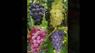 Grape tree song by artist Mr  Hayeder port Sudan